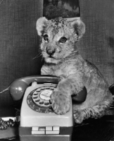 Picture of young Lion near a telephone