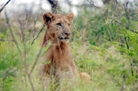 Picture of young Lion