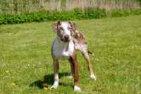 Picture of young Louisiana Catahoula Leopard dog on grass