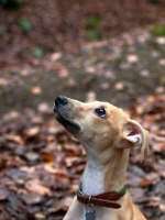 Picture of young Lurcher puppy looking up