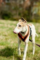 Picture of young Lurcher