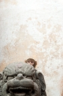 Picture of young macaque monkey