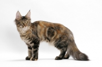 Picture of young Maine Coon cat standing on white background, brown classic torbie colour