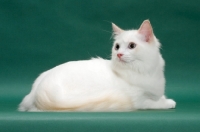 Picture of young male cream point bi-Colour Ragdoll, lying down