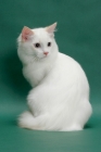 Picture of young male cream point bi-Colour Ragdoll, sitting down