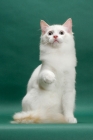 Picture of young male cream point bi-Colour Ragdoll, one leg up