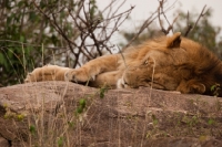 Picture of Young male Lion on a rock in Masai Mara