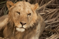 Picture of Young male Lion resting in dry bush