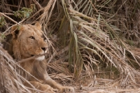 Picture of Young male Lion resting in some dry bushes in Amboseli, Kenya