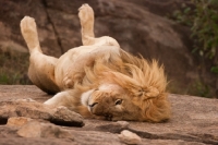 Picture of Young male Lion rolling on his back on a rock in Masai Mara