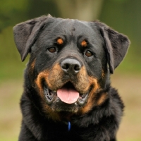 Picture of young male rescued rottweiler