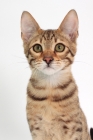 Picture of young male Savannah cat on white background, portrait 
