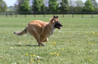 Picture of young Malinois (Belgian Shepherd) running