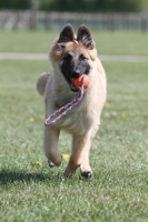 Picture of young Malinois (belgian shepherd) retrieving