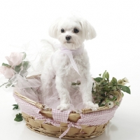 Picture of young Maltese in basket