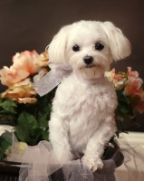 Picture of young Maltese near flowers in studio