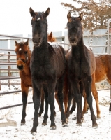 Picture of young Morgan Horses in winter