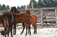 Picture of young Morgan horses