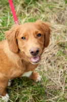 Picture of young Nova Scotia Duck Tolling Retriever on lead