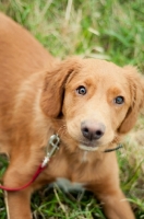 Picture of young Nova Scotia Duck Tolling Retriever 