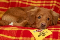 Picture of young Nova Scotia Duck Tolling Retriever lying on blanket