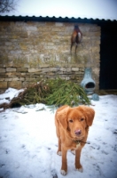 Picture of young Nova Scotia Duck Tolling Retriever in winter