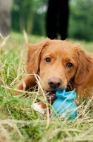 Picture of young Nova Scotia Duck Tolling Retriever with toy
