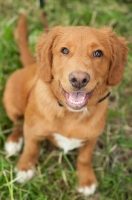 Picture of young Nova Scotia Duck Tolling Retriever sitting down