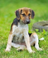 Picture of young old English type foxhound sitting down