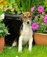 Picture of young old English type foxhound