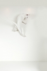 Picture of young oriental shorthair cat jumping onto wall