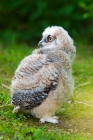 Picture of young owl on grass