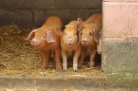 Picture of young oxford sandy black pigs