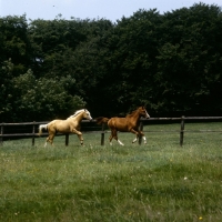 Picture of young palomino and chestnut horses (unknown breed) cantering in field