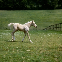 Picture of young palomino foal trying out its legs (breed and colour to be confirmed) 