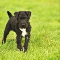 Picture of young Patterdale Terrier