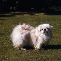 Picture of young pekingese
