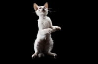 Picture of young Peterbald cat, jumping up