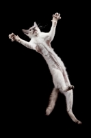 Picture of young Peterbald cat, jumping