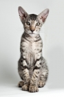 Picture of young peterbald cat looking into camera