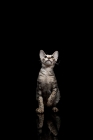 Picture of young peterbald cat looking up