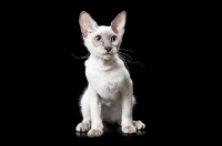 Picture of young Peterbald cat, sitting down
