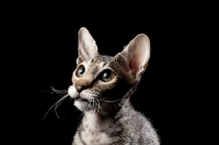 Picture of young peterbald cat