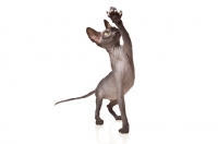 Picture of young Peterbald reaching