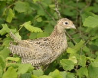 Picture of young Pheasant