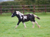 Picture of young Piebald horse running
