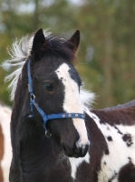 Picture of young Piebald horse