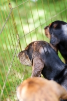 Picture of young Plott hounds