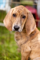 Picture of young Plott Hound