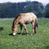 Picture of young przewalski's horse at whipsnade, very shaggy